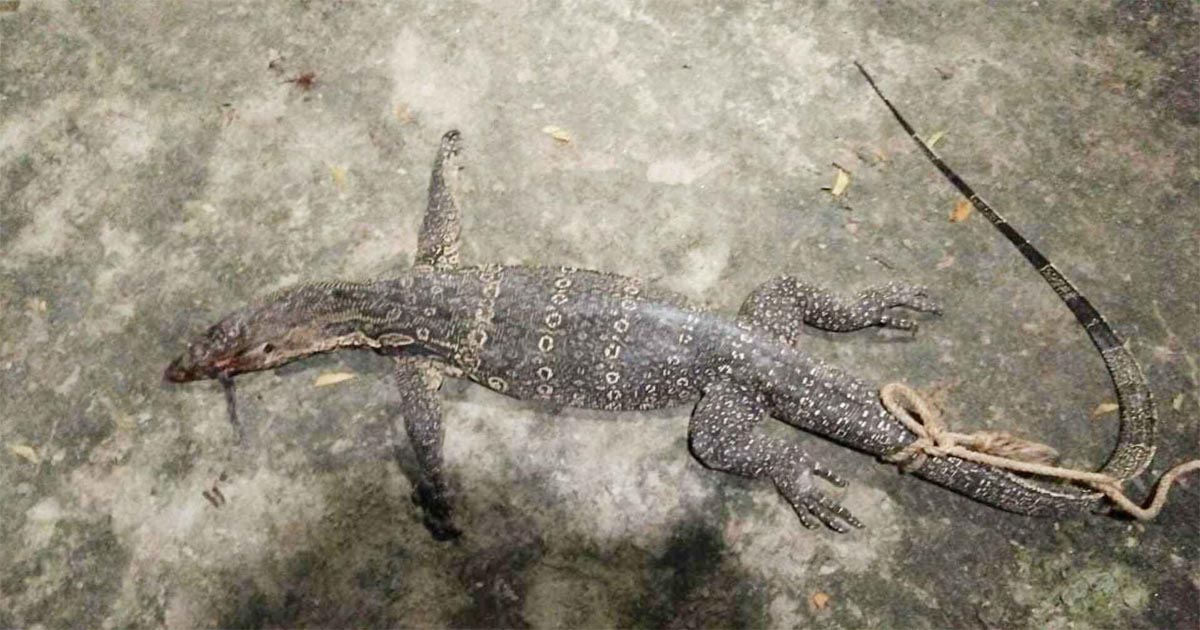 রাসেলস ভাইপার ভেবে হত্যা করা হলো গুইসাপকে