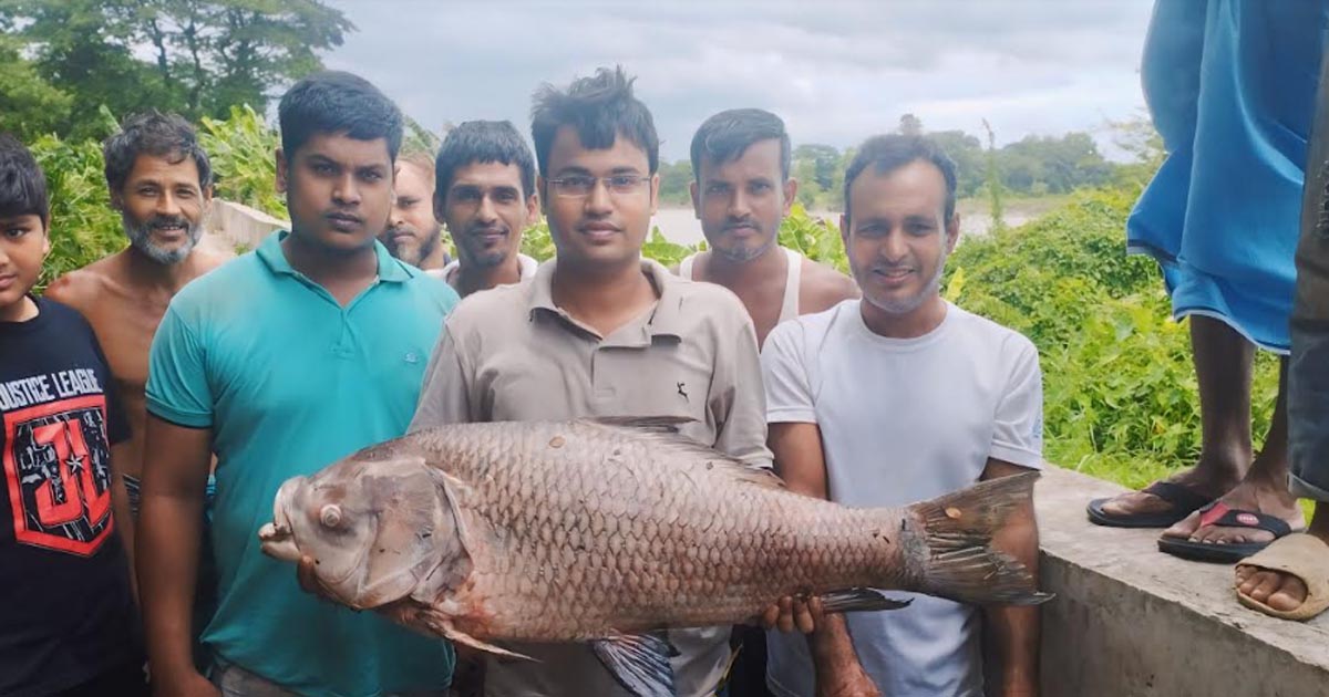 হালদা নদীতে ভেসে উঠলো একজোড়া মৃত কাতলা