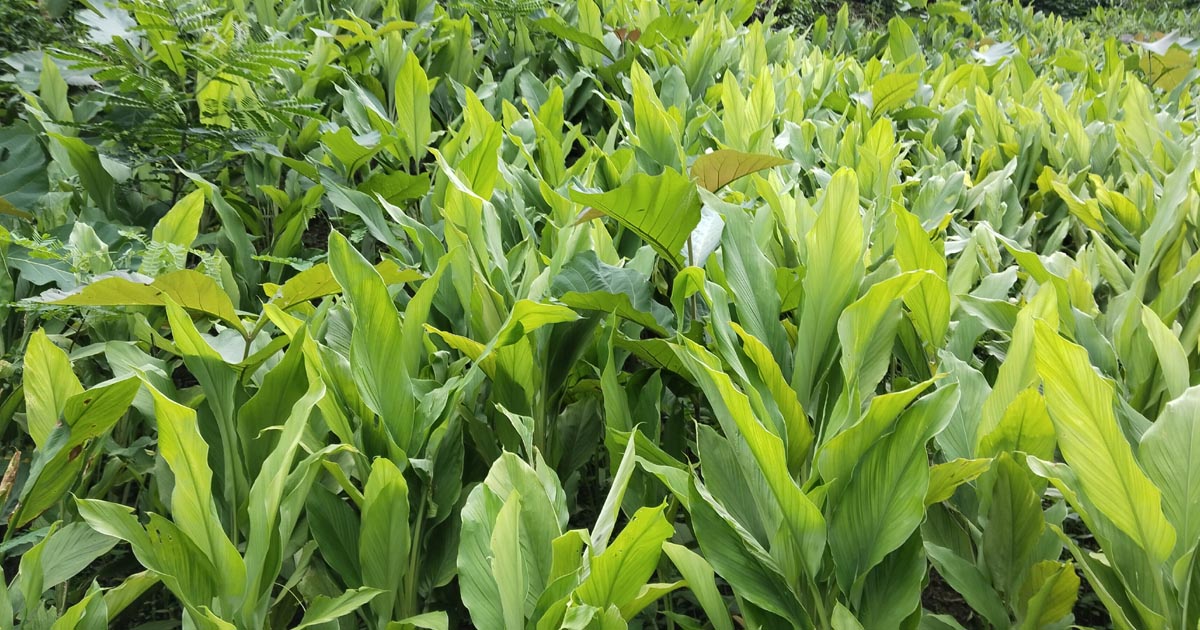 কাপ্তাইয়ে হলুদচাষে আগ্রহ বাড়ছে