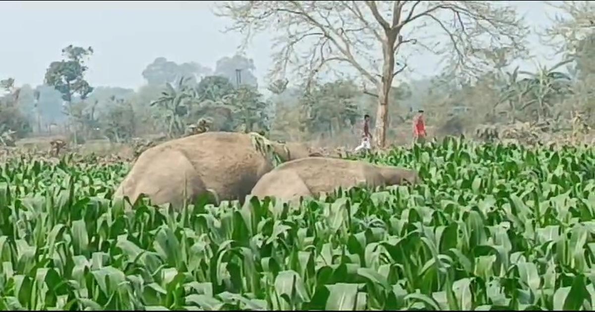 পঞ্চগড়ে বন্য হাতির আক্রমণে যুবকের মৃত্যু