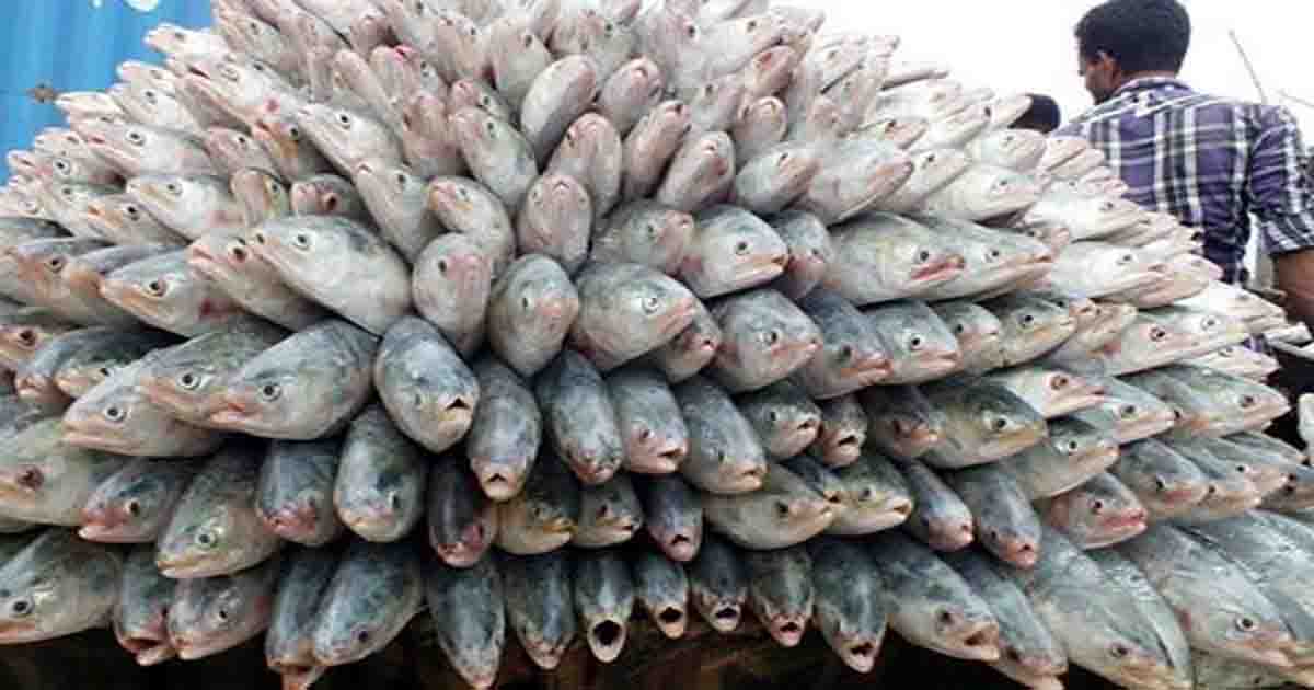 দুর্গাপূজায় তিনদিনে ভারতে গেলো ১৭৪ টন ইলিশ