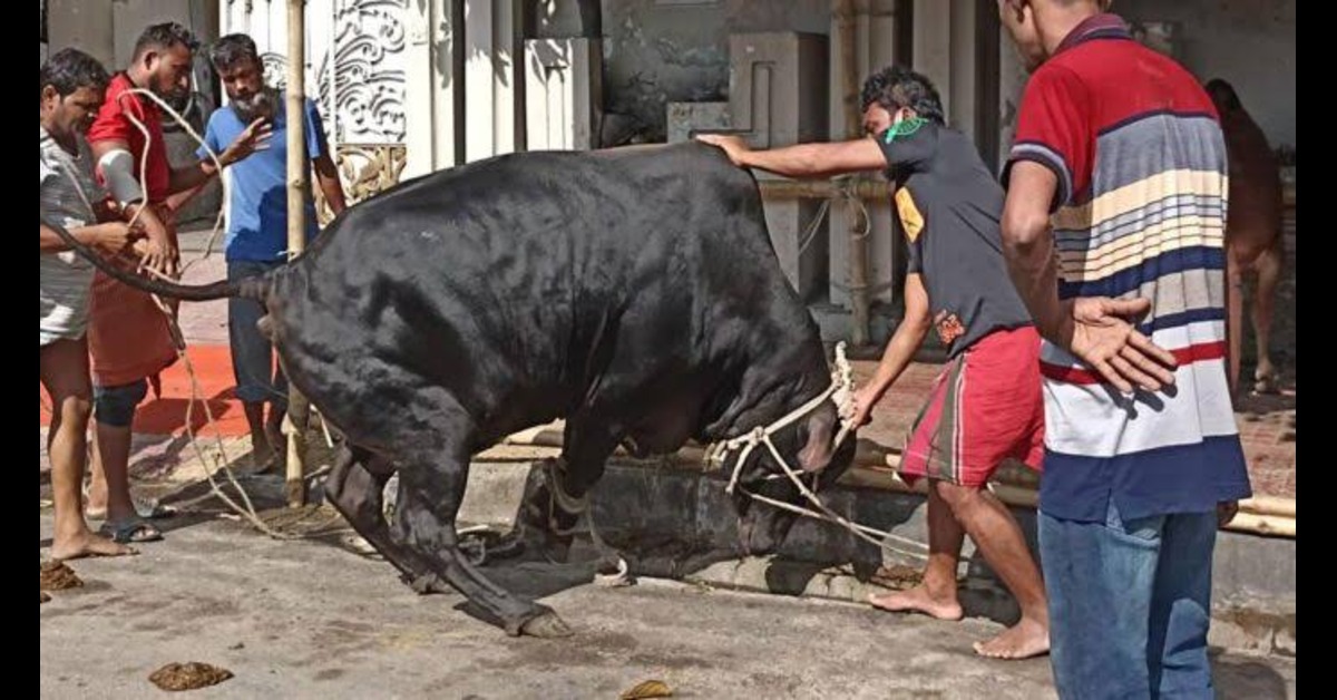 পশু কোরবানি দিতে গিয়ে আহত, দুদিনে হাসপাতালে ৬৪১