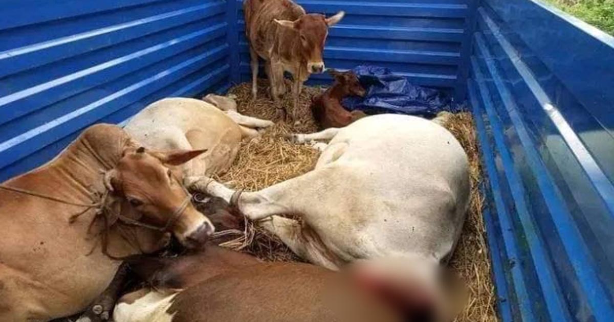 ট্রাক নিয়ে চুরি, ধাওয়া খেয়ে গরু রেখে পালাল চোর