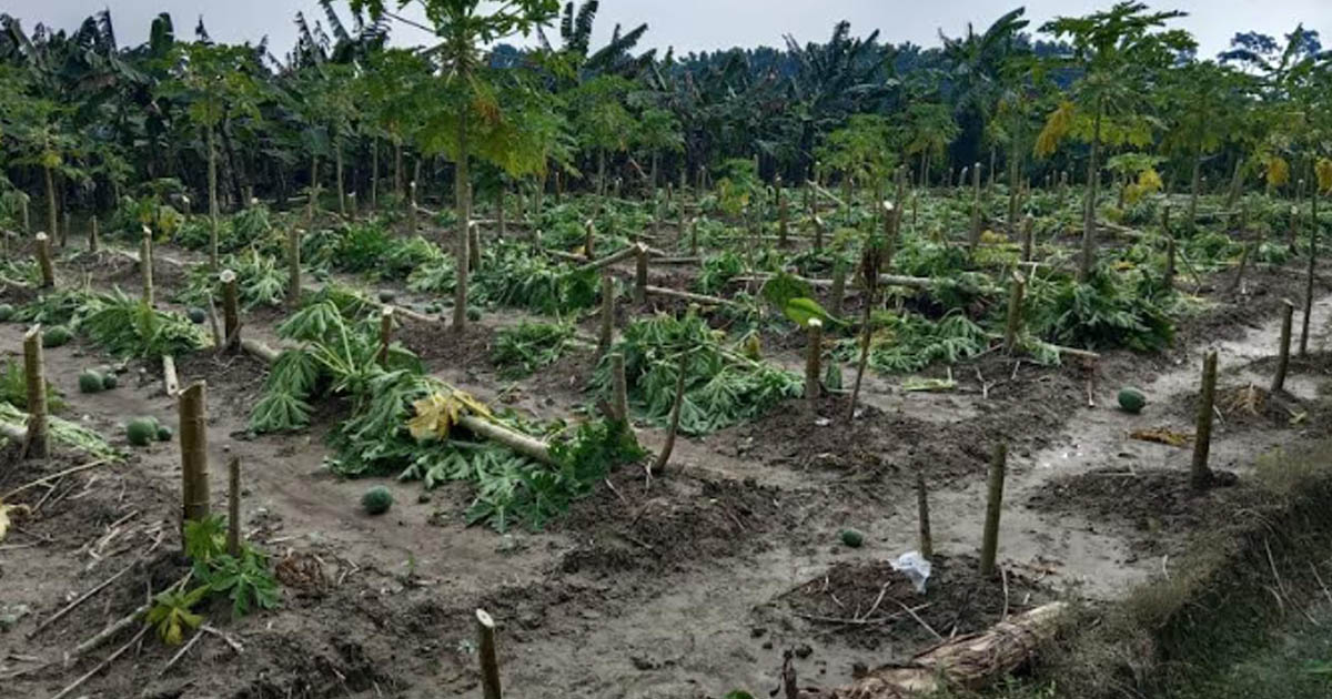 পেঁপে গাছ কেটে দিলো দুর্বৃত্তরা: থানায় অভিযোগ