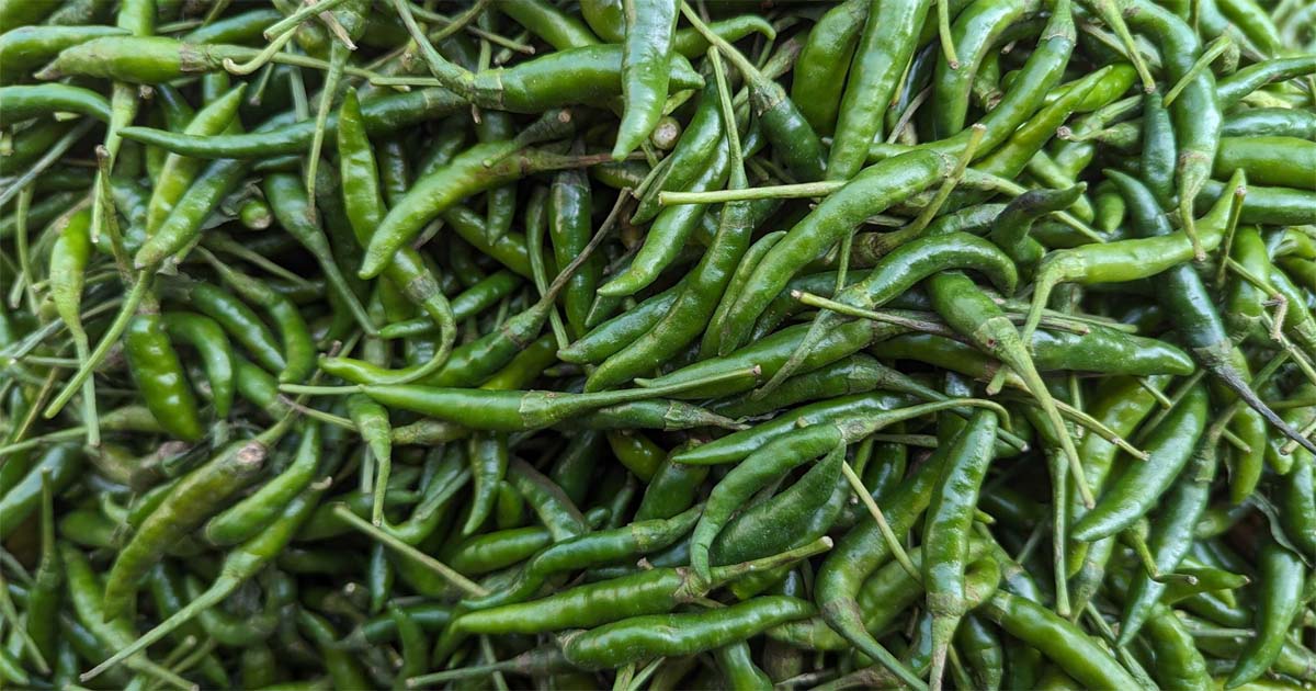 নাগরপুরে ২০০ ছাড়িয়েছে কাঁচামরিচের বাজার