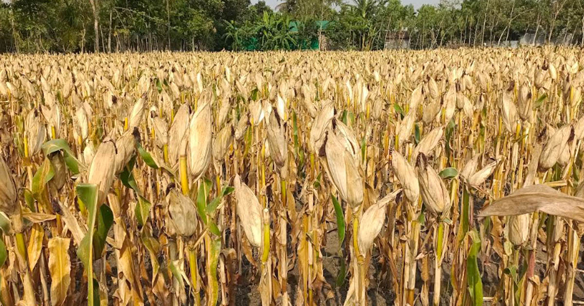 কালীগঞ্জে ভুট্টার চাষ বাড়লেও দাম পাচ্ছে না কৃষক