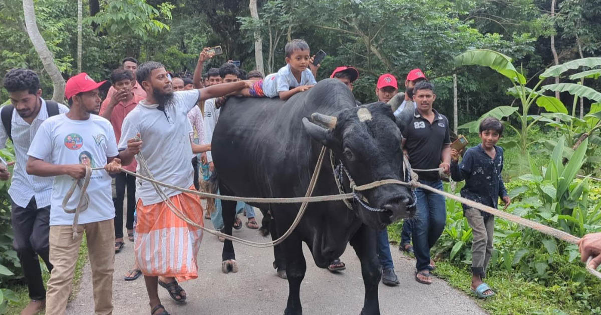 কালো মানিককে নিয়ে ফিরোজার পথে কৃষক সোহাগ