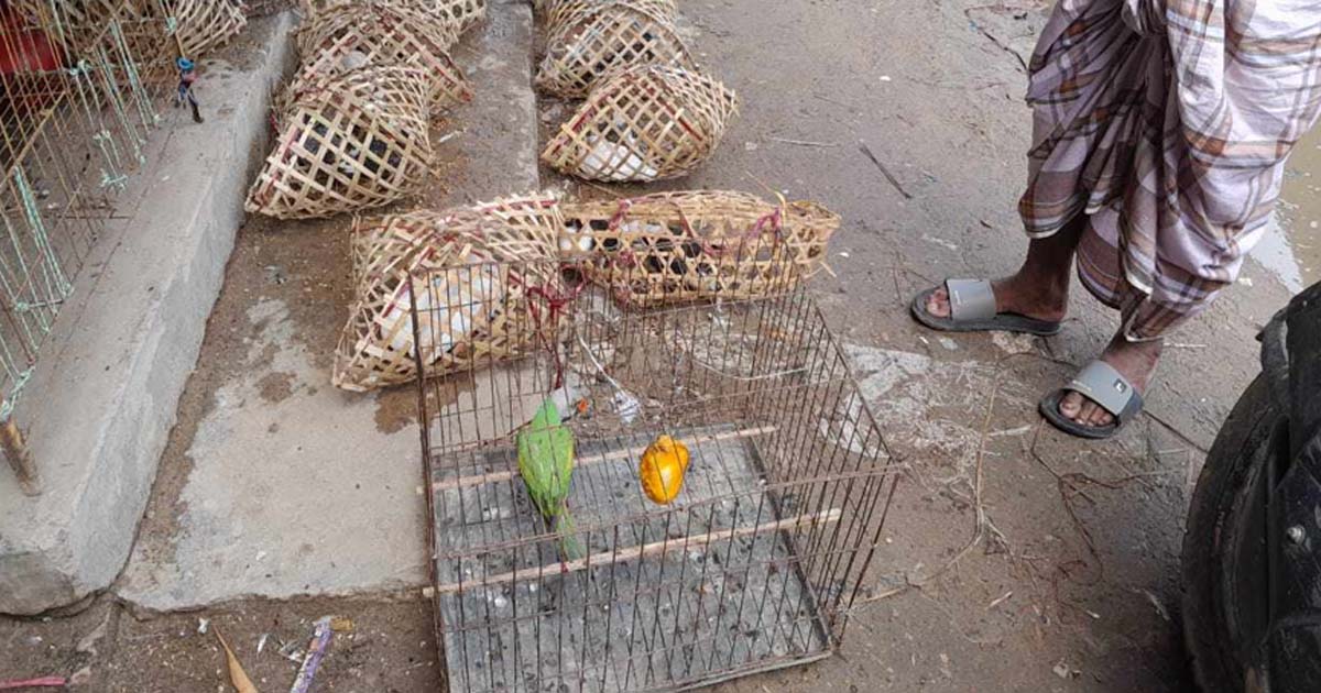 রাইখালীতে উদ্ধার করা টিয়া পাখি ইকোপার্কে হস্তান্তর