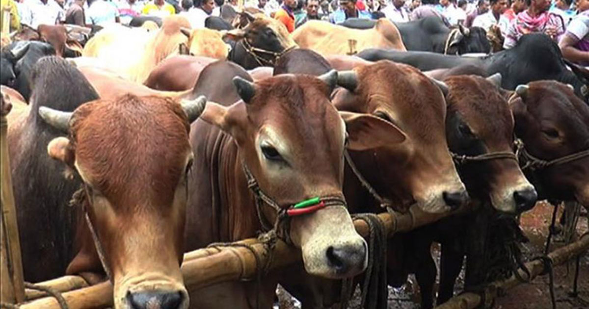 কোরবানিতে ১ কোটি ৬ লাখ ২১ হাজার পশু বিক্রি