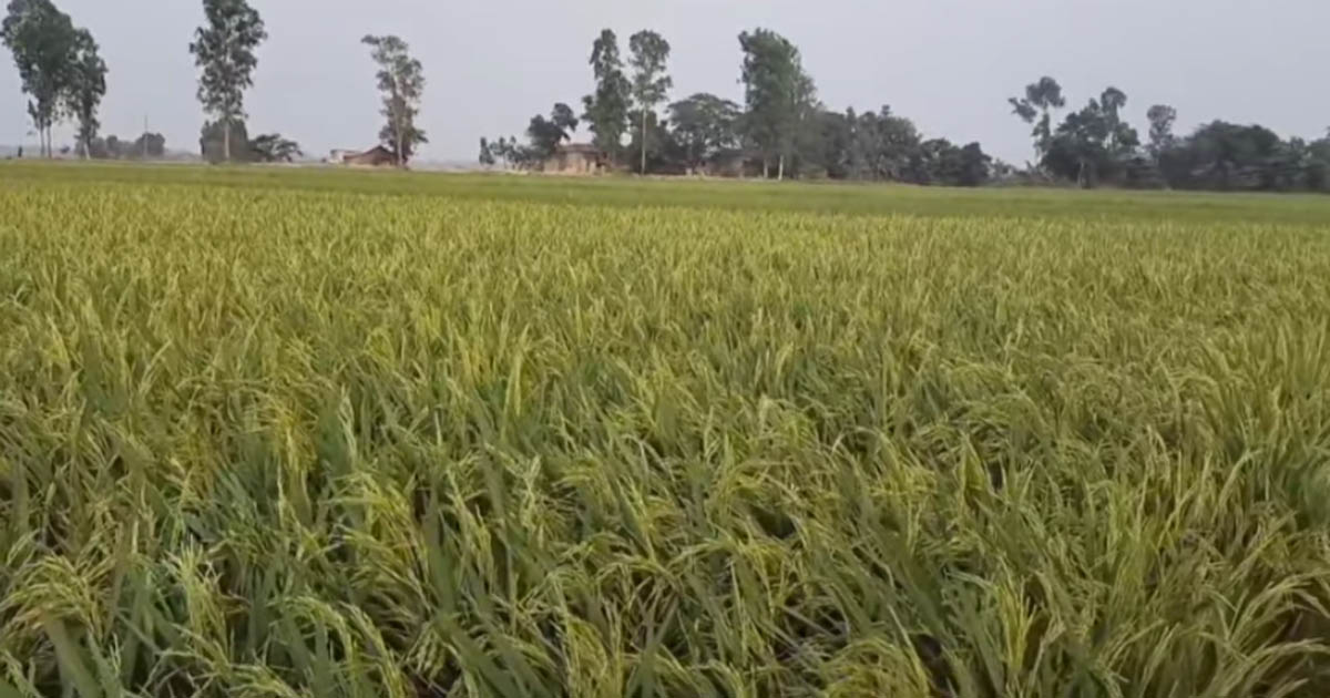 টানা খরা ও অনাবৃষ্টিতে ৫০ শতাংশ বোরো ধান বিনষ্টের আশঙ্কা