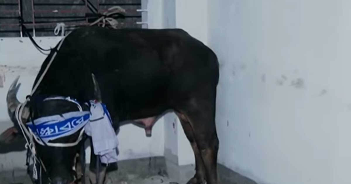 মগবাজারে মহিষের গুঁতোয় প্রাণ গেল নারীর, আহত ৩