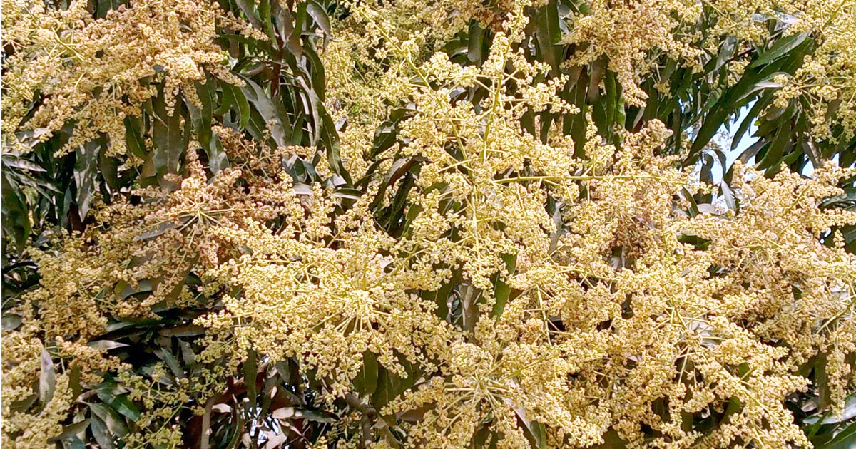 মহেশপুরে আমের বাম্পার ফলনের সম্ভাবনা