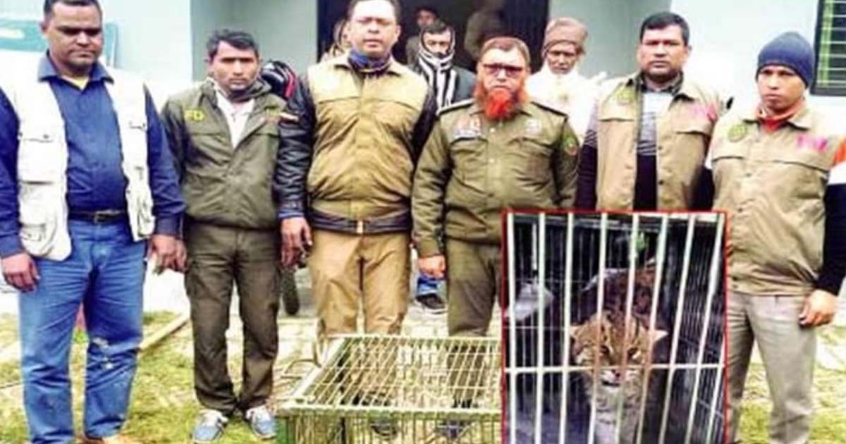 নড়াইলের পল্লী থেকে মেছো বাঘ উদ্ধার