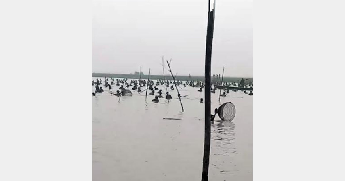 মিঠামইন হাওরে ৯০ লাখ টাকার মাছ লুট