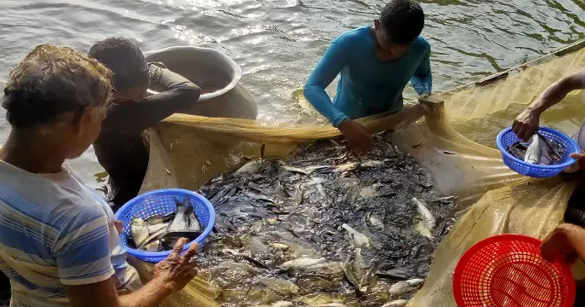 মিঠা পানির মাছ উৎপাদনে চীনকে ছাড়াল বাংলাদেশ