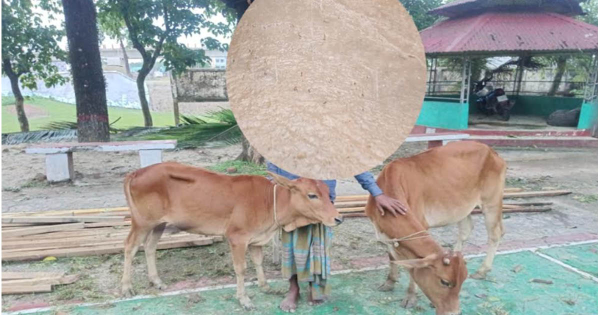 মধ্যনগরে চোরাই গরুসহ দুই কিশোর আটক