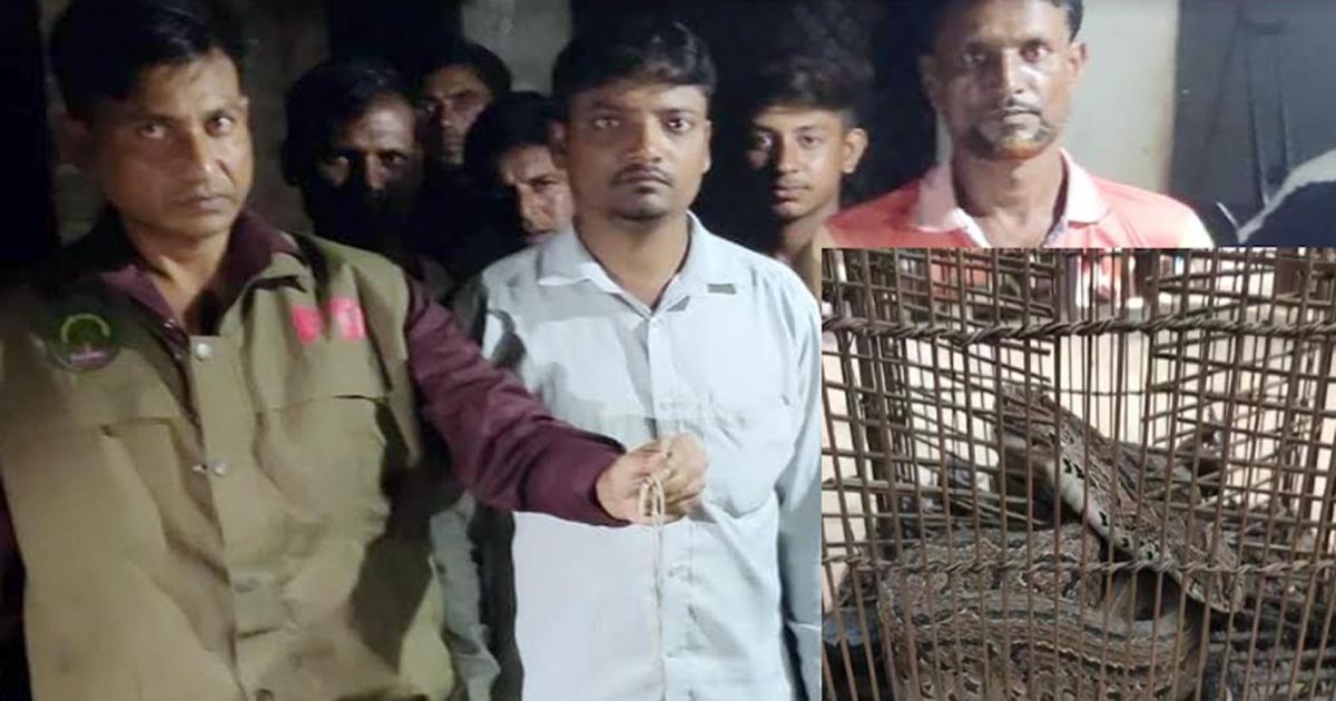 মহেশপুরে দুদিনে মিলল ৩টি রাসেলস ভাইপার