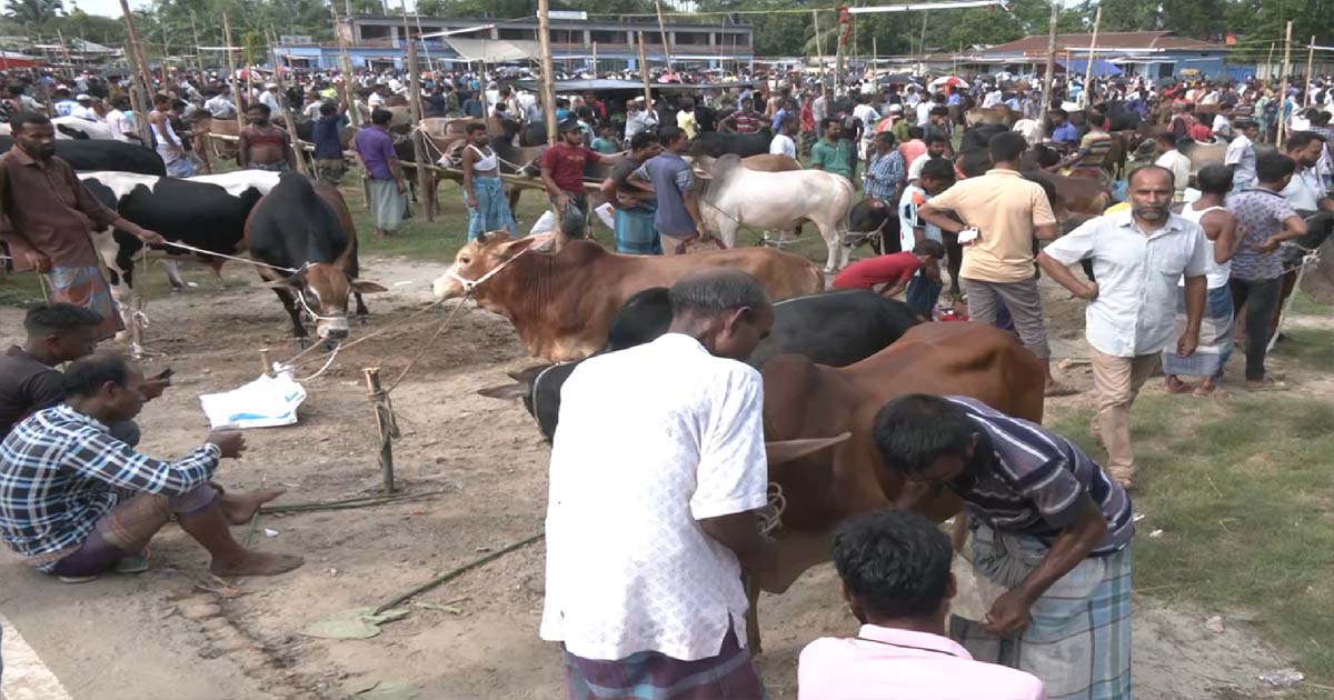 কোরবানির হাটে নেই পশু চিকিৎসক, ঈদ বাজারে দুর্ভোগে ক্রেতা-বিক্রেতারা
