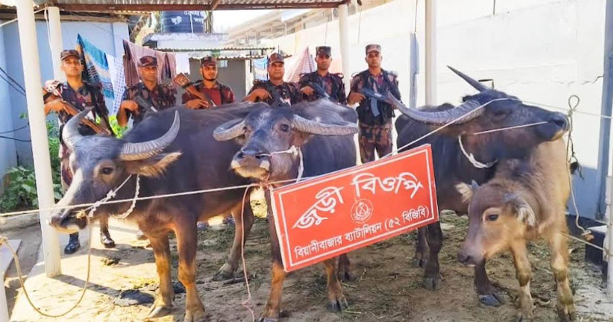 মৌলভীবাজারের বিজিবির অভিযানে ৪টি ভারতীয় মহিষ আটক