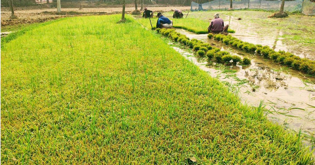 নাচোলে বোরো চাষে ব্যস্ত কৃষক