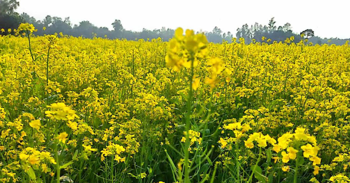 নাগরপুরে সরিষা ফুলে দুলছে কৃষকের স্বপ্ন