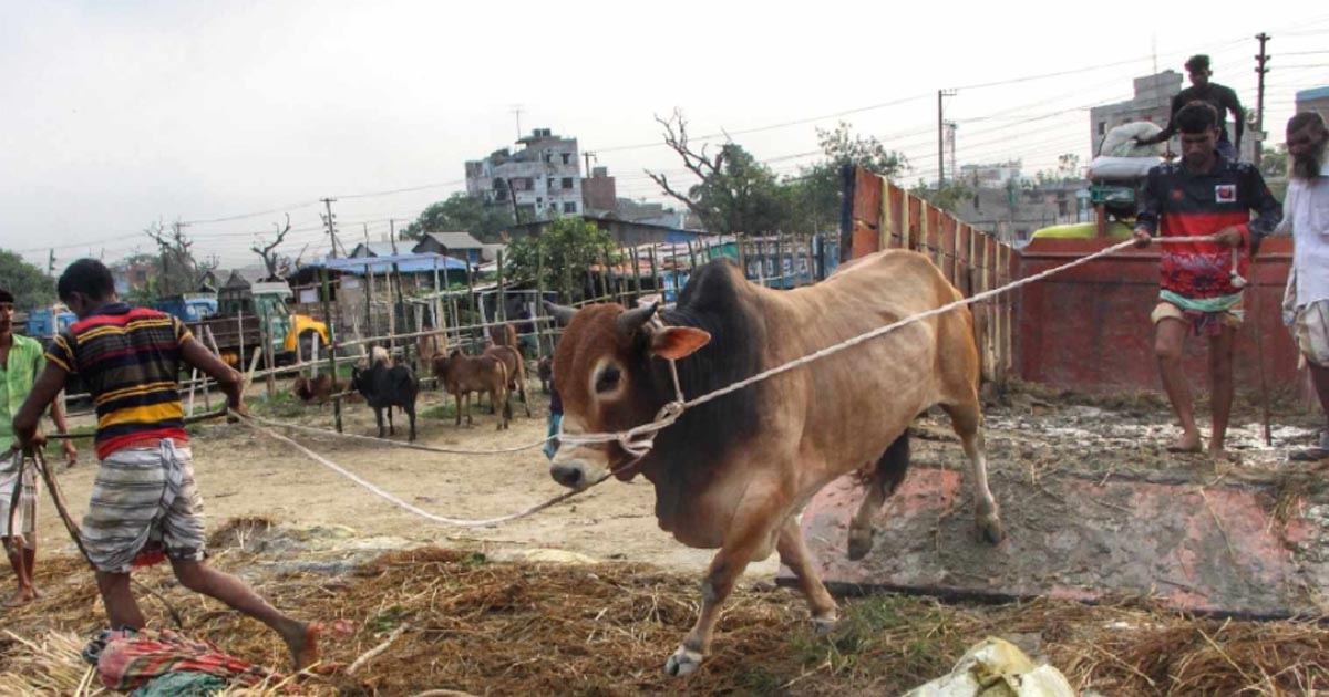 নারায়ণগঞ্জে জমে উঠেছে কোরবানির পশুর হাট