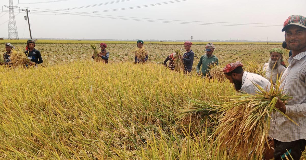 চলনবিলে চলছে বোরো কাটার ধুম