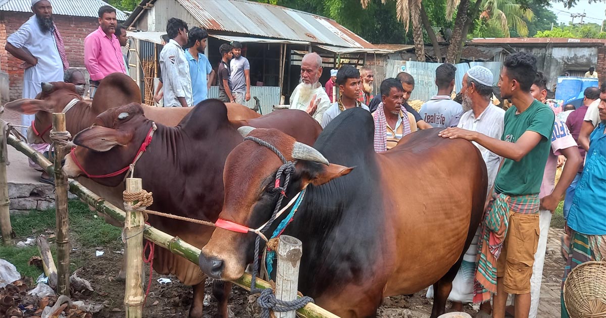 নাটোরে জমে উঠেছে কোরবানির পশুর হাট