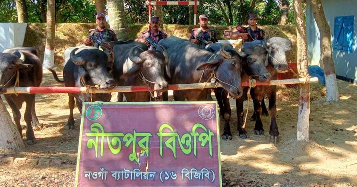মালিকবিহীন ৬ ভারতীয় মহিষ আটক