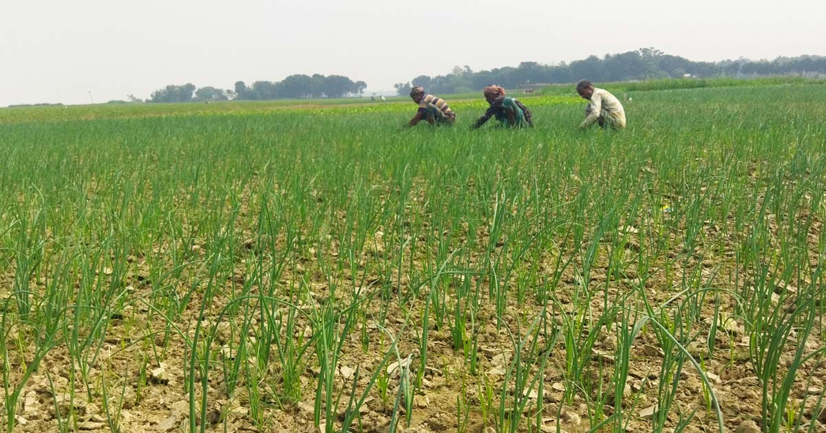 রাজবাড়ীতে বছরে সাড়ে ৪ লাখ টন পেঁয়াজ উৎপাদন