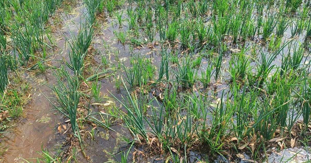 নন্দীগ্রামে পেঁয়াজের জমি পানিতে ডুবিয়ে একলাখ টাকার ক্ষতি