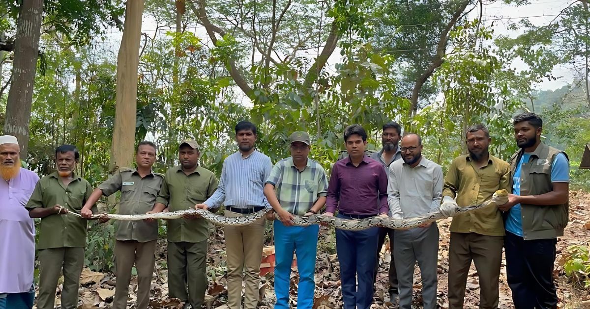 কাপ্তাই বনে অবমুক্ত হলো ১৪ ফুট দৈর্ঘ্যের অজগর