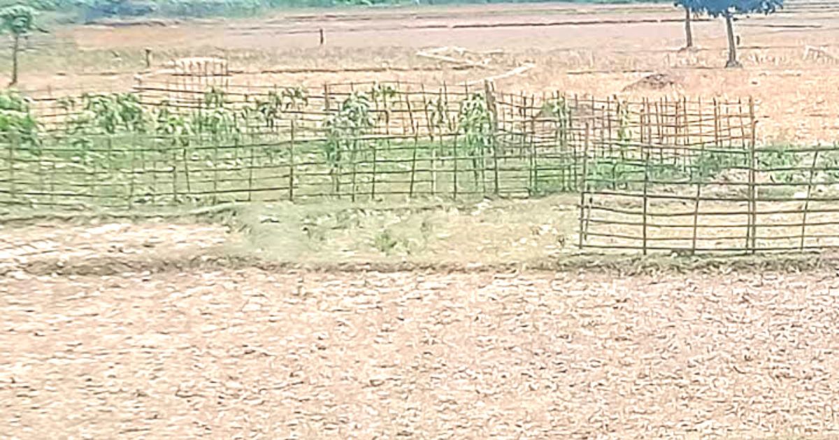 তাপদাহে পুড়ছে পোরশা বাসি, মাঠ ফেটে চৌচির