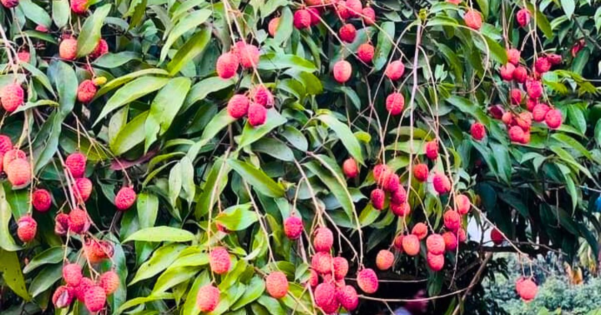 পাকুন্দিয়ায় মঙ্গলবাড়িয়ার বিখ্যাত লিচু বাজারের সেরা