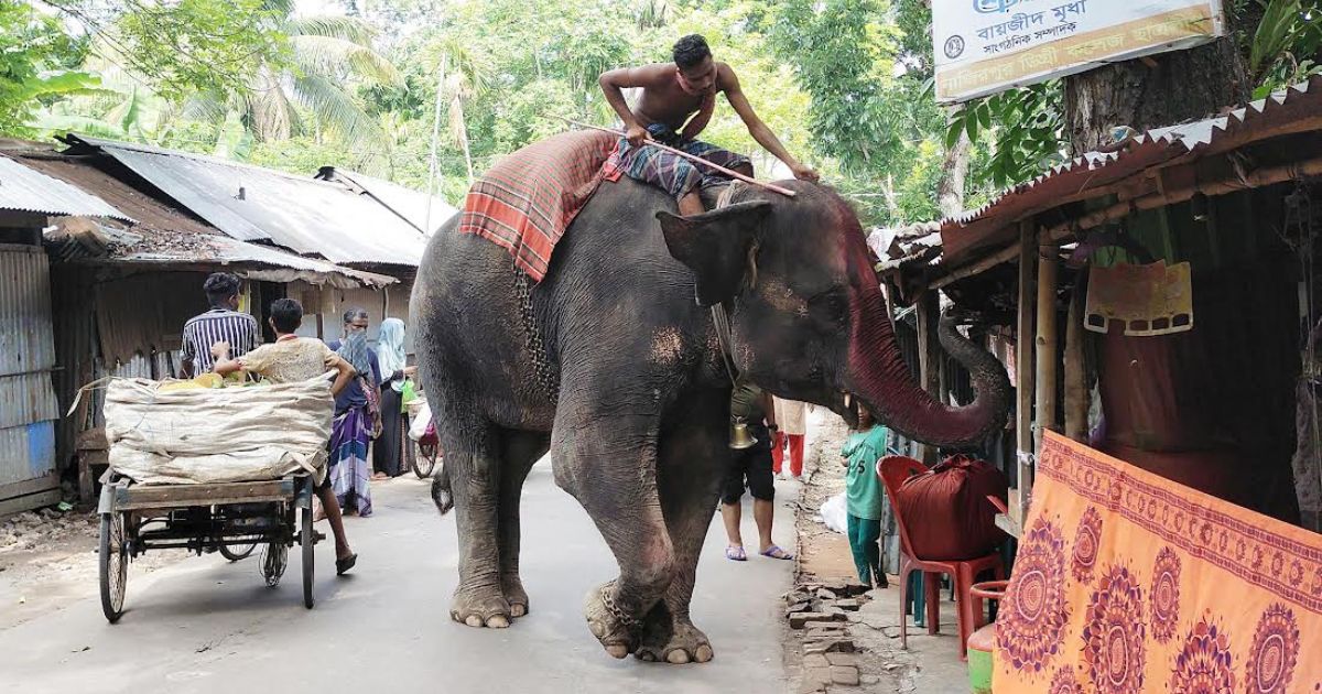 নাজিরপুরে ভয় দেখিয়ে চাঁদাবাজি করছে হাতি