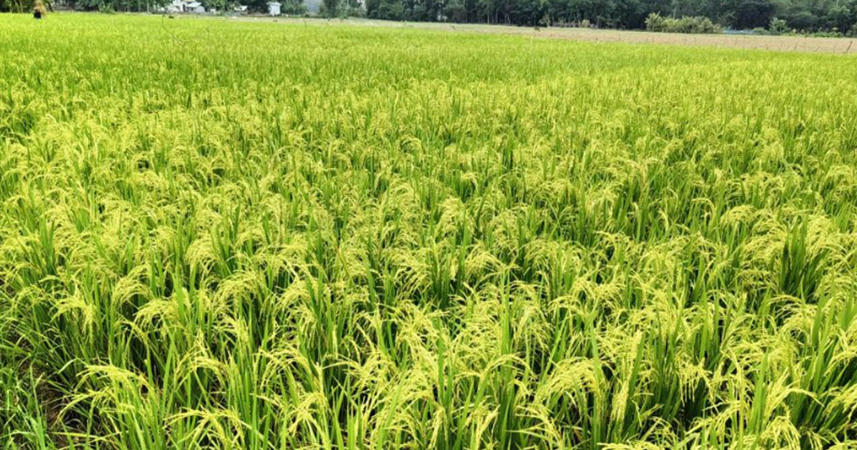 ভাঙ্গুড়ার মাঠে দুলছে কৃষকের সোনালী স্বপ্ন