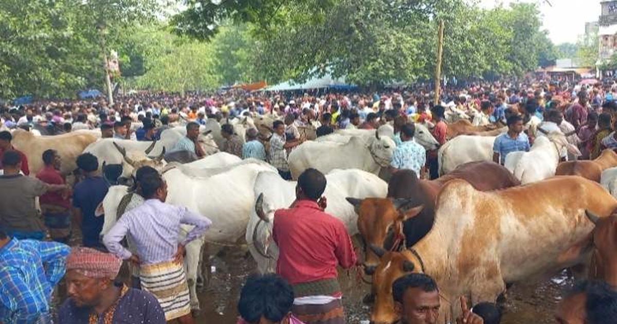 ভারতীয় গরু প্রবেশের শঙ্কায় পাঁচবিবির খামারিরা