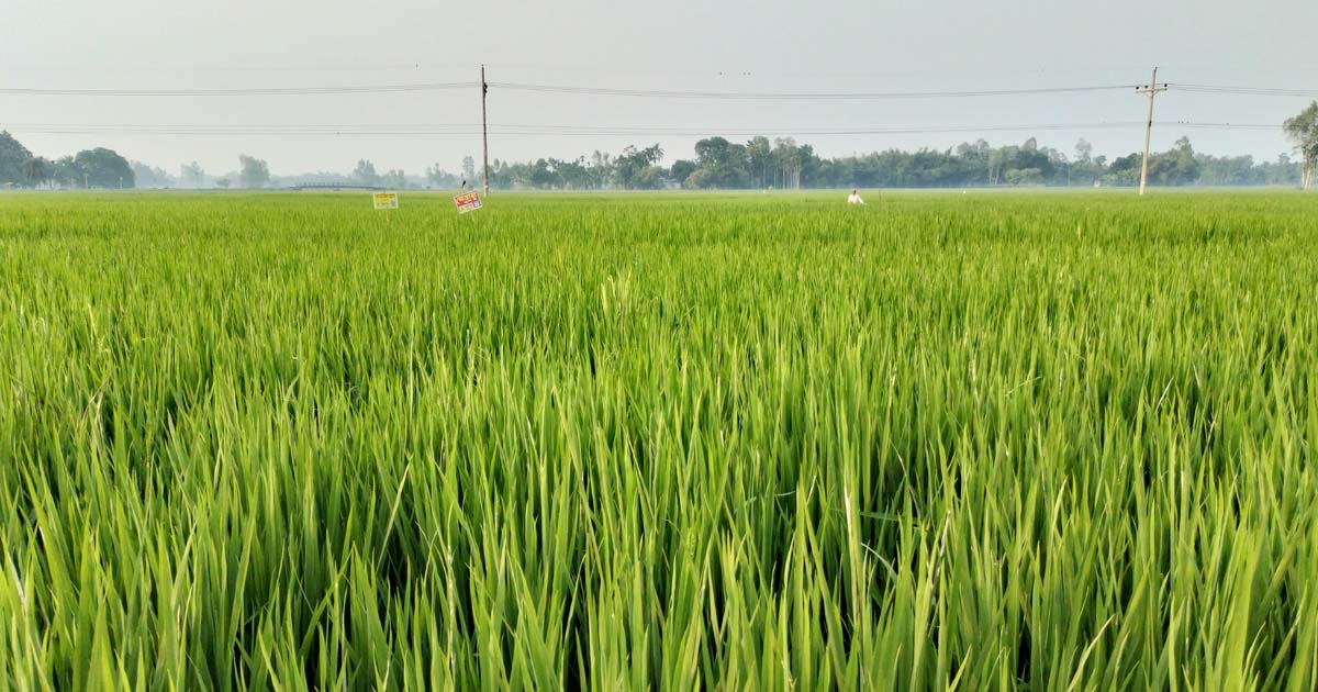 সবুজে ভরপুর রোপা আমনের মাঠ