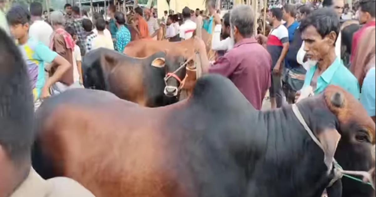পাকুন্দিয়ায় জমজমাট কোরবানির পশুর হাট