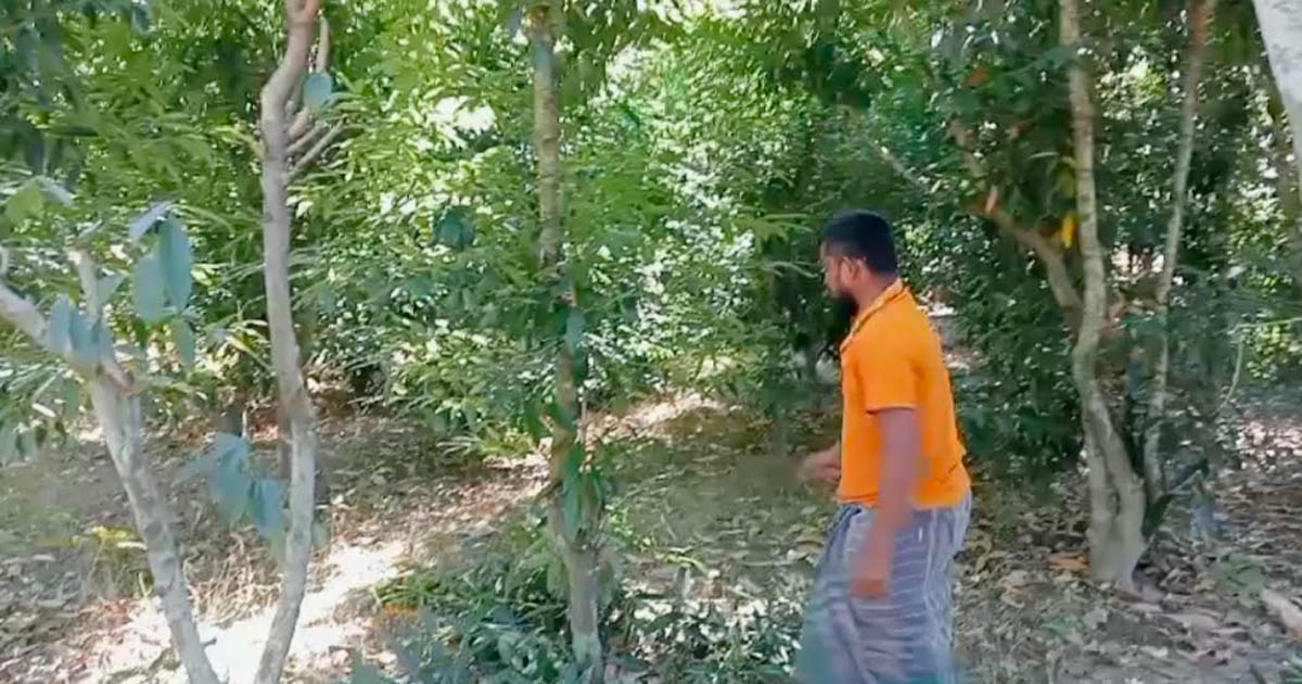 পাটগ্রামে তেজপাতা চাষে স্বাবলম্বী কৃষকরা