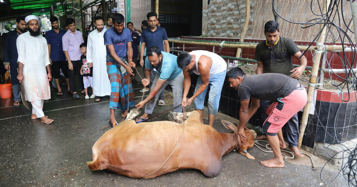 কোরবানির আগে জেনে নিন পশু জবাইয়ের সঠিক দোয়া ও পদ্ধতি