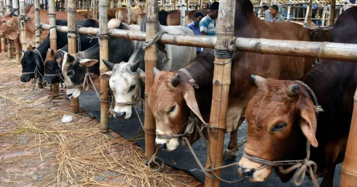 লাখ টাকার পশুতে চড়া দাম, দর-কষাকষিতে সরগরম