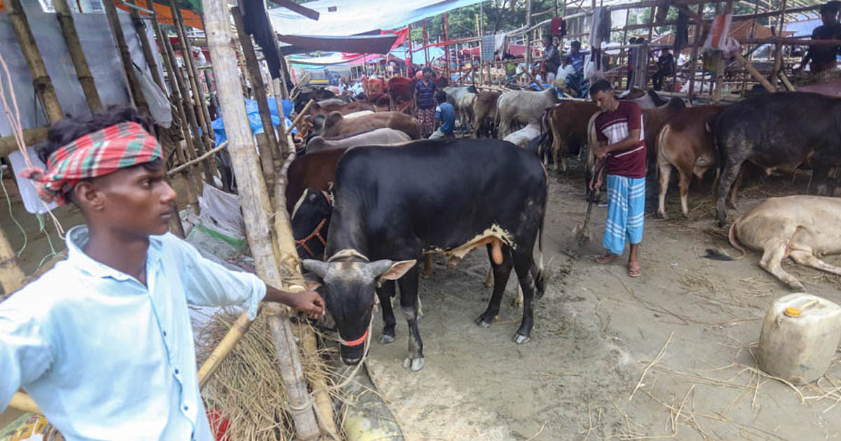 ঈদের ছয় দিন বাকি, জমে উঠেনি রাজধানীর পশুর হাট