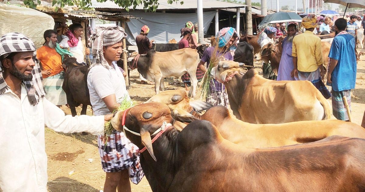 রাজশাহীতে কোরবানির জন্য প্রস্তুত সাড়ে ৪ লাখ পশু