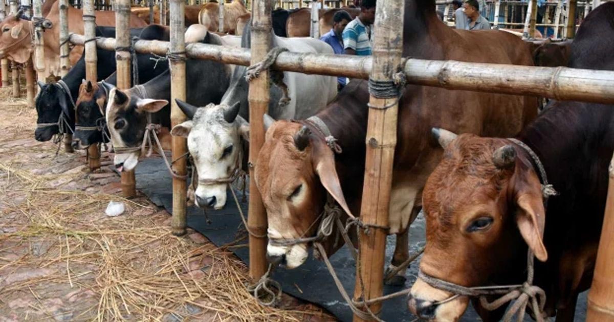 ছোট গরুতে আগ্রহ ক্রেতাদের