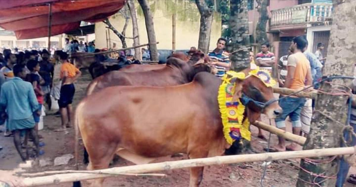 পূবাইলে আজ থেকে শুরু ঐতিহ্যবাহী কোরবানির পশুর হাট
