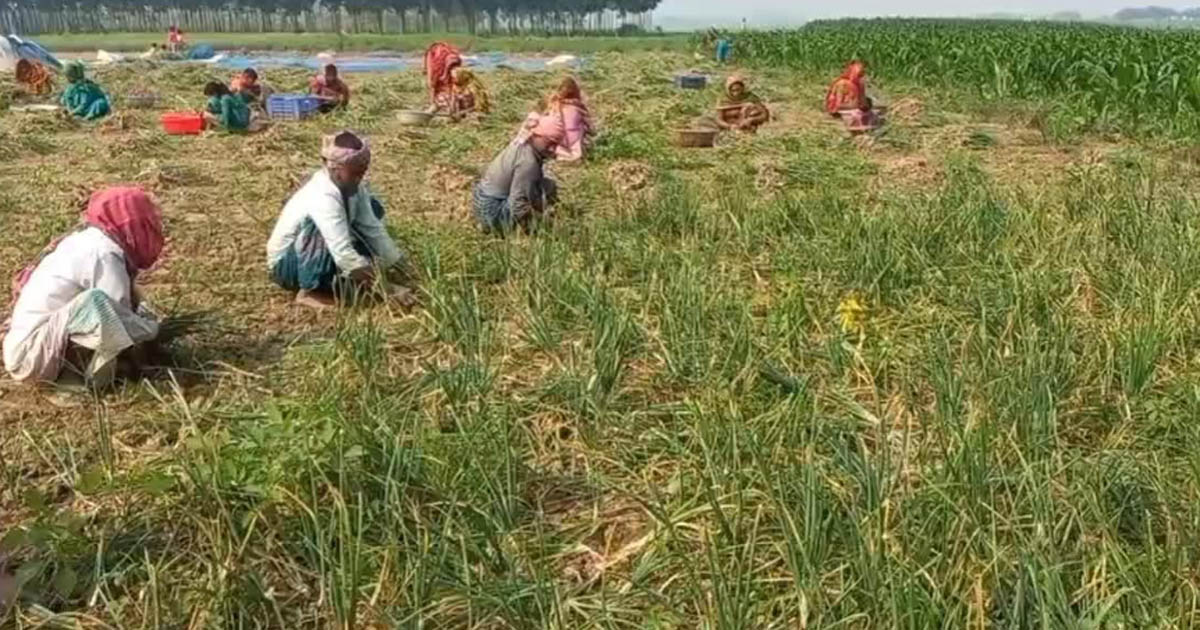 পেঁয়াজের দাম কেজিতে বেড়েছে ১৫ টাকা