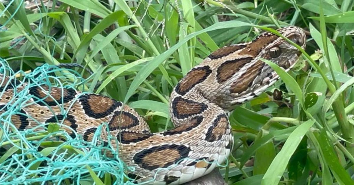 রাসেলস ভাইপার আতঙ্কে মহেশপুর সীমান্তের মানুষ