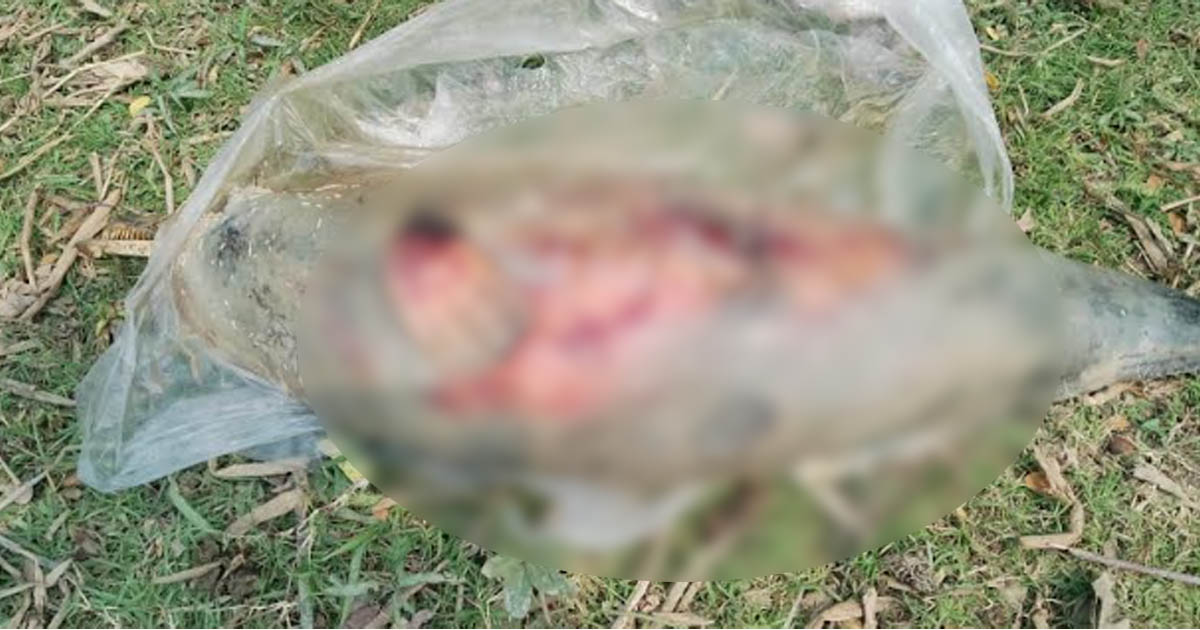 ফের হালদা থেকে মৃত ডলফিন উদ্ধার