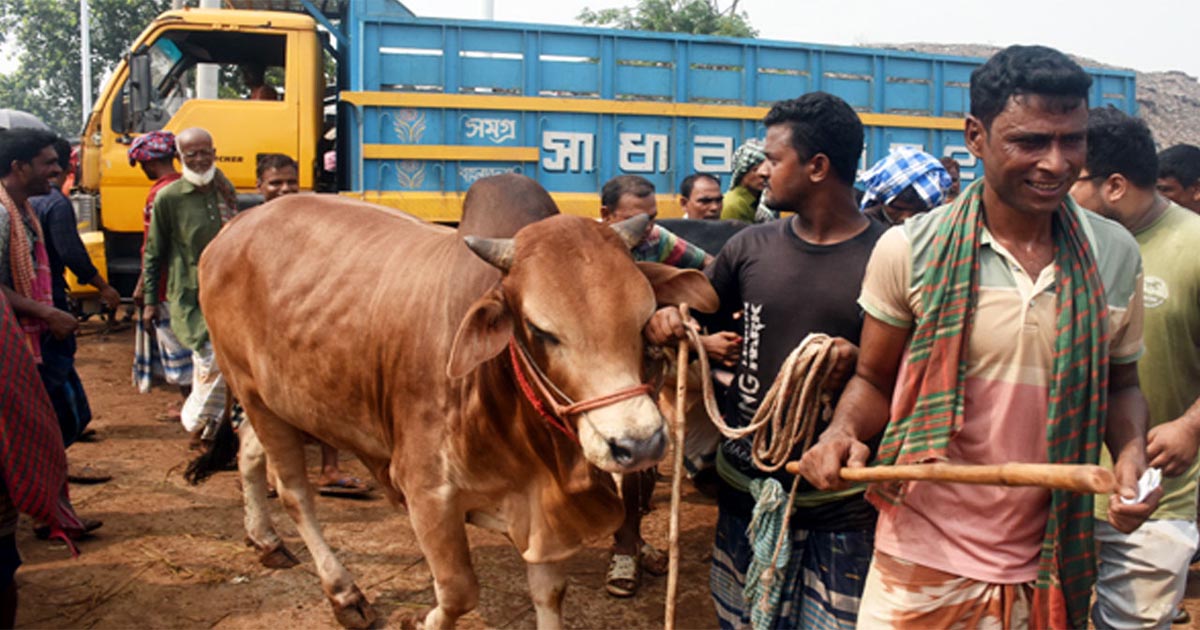 রাজশাহীতে বেড়েছে কোরবানির পশু আমদানি